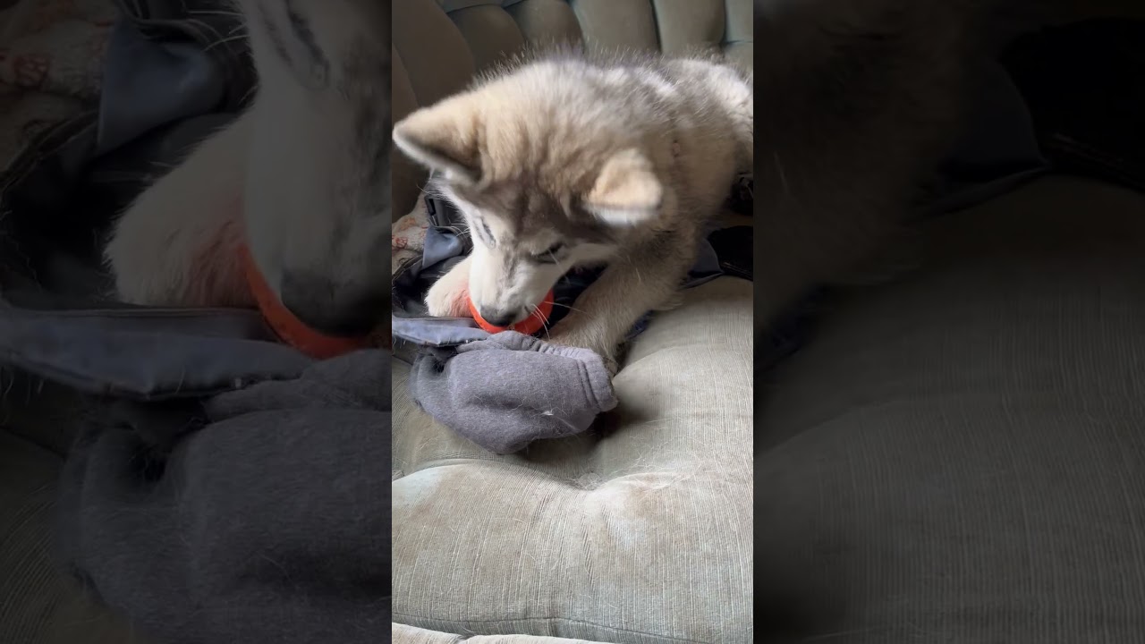 Pella with chew toy