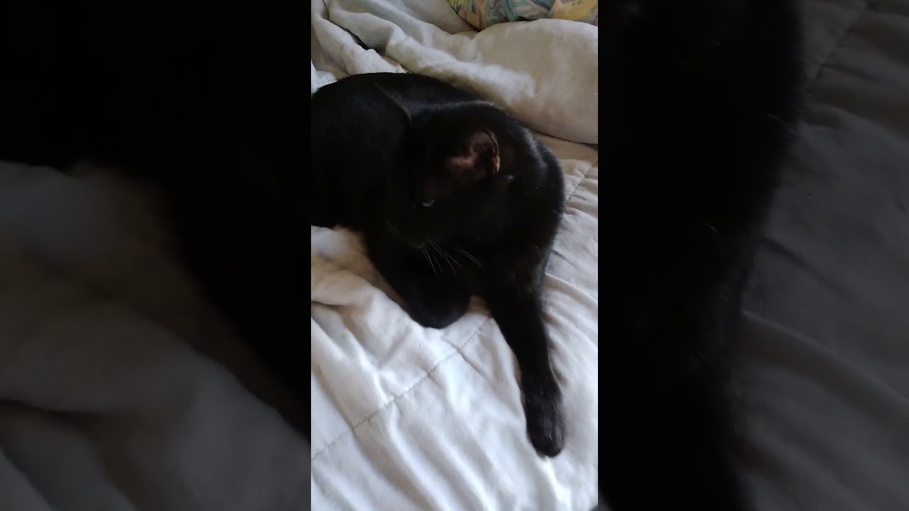 Enlarge Leo, an adoptable Domestic Short Hair in Nashville, TN video 4/6