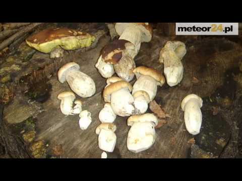 Agroturystyka u Krawca - Ochotnica Górna meteor24.pl