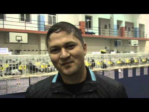 Interviu columbofil dl Mitrescu Iulian UCPR Floresti Prahova 23 nov 2013