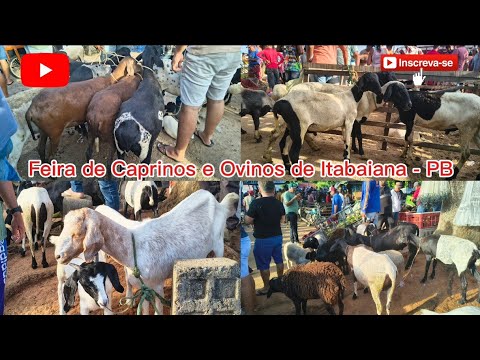 FEIRA DE CAPRINOS E OVINOS DE ITABAIANA - PB. ✅08/03/2025✅