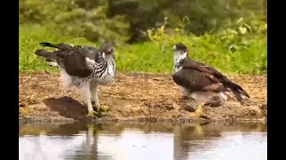 African Hawk Eagles. africamLIVE 17 April 2024