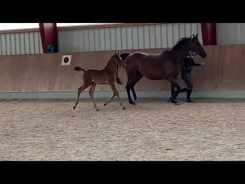 I‘m special de muze x LANDOR S filly 2021