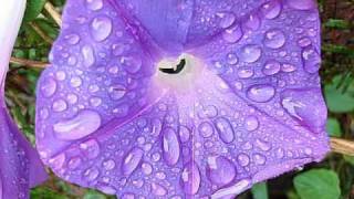 purple rain randy crawford