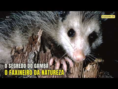 The Secret of the Possum – Nature’s Cleaner