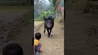 Download lagu Aksi heroik seekor kucing menyelamatkan anak kecil mp3