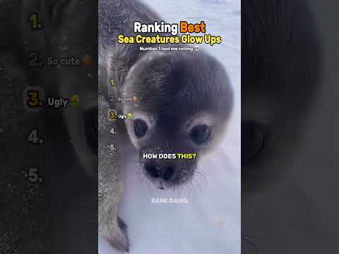 Ranking Best Sea Creatures Glow Ups 🤩