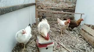 Download lagu Penampakan Ayam golden permud usia 4 bulan mp3