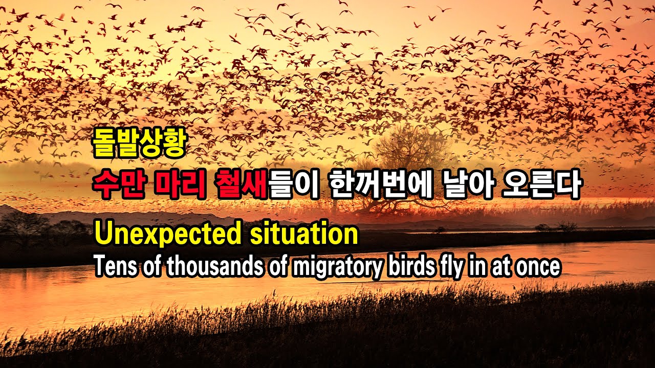 수만 마리의 철새 유튜브 썸네일