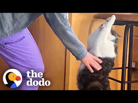 Cat Does The Cutest Thing When He Wants To Be Picked Up | The Dodo Cat Crazy