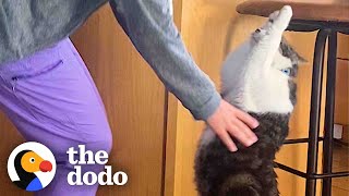 Cat Does The Cutest Thing When He Wants To Be Picked Up | The Dodo Cat Crazy by The Dodo