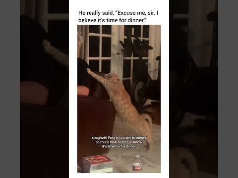 best video on internet today 😁#cat #catshorts