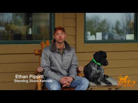 Top Dog Food Choices for your hunting dog