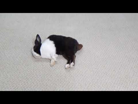 funny rabbit / 😂😂😂