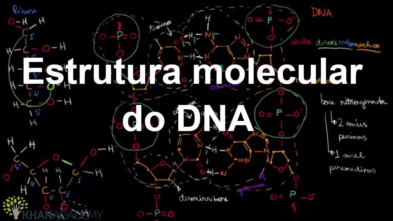 Estrutura molecular do DNA | Macromoléculas | Biologia | Khan Academy