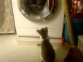 My Cat Watching The Washing Machine