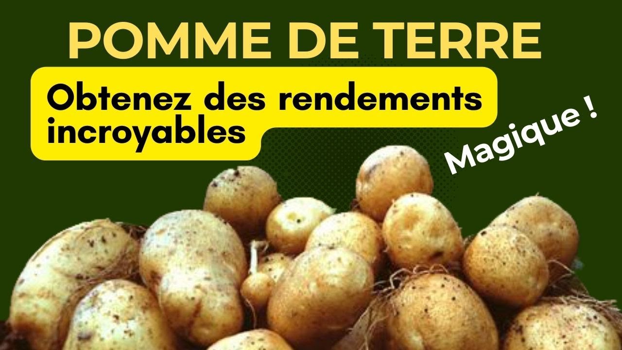 Comment planter des pommes de terre: Obtenez des rendements incroyables en BIO
