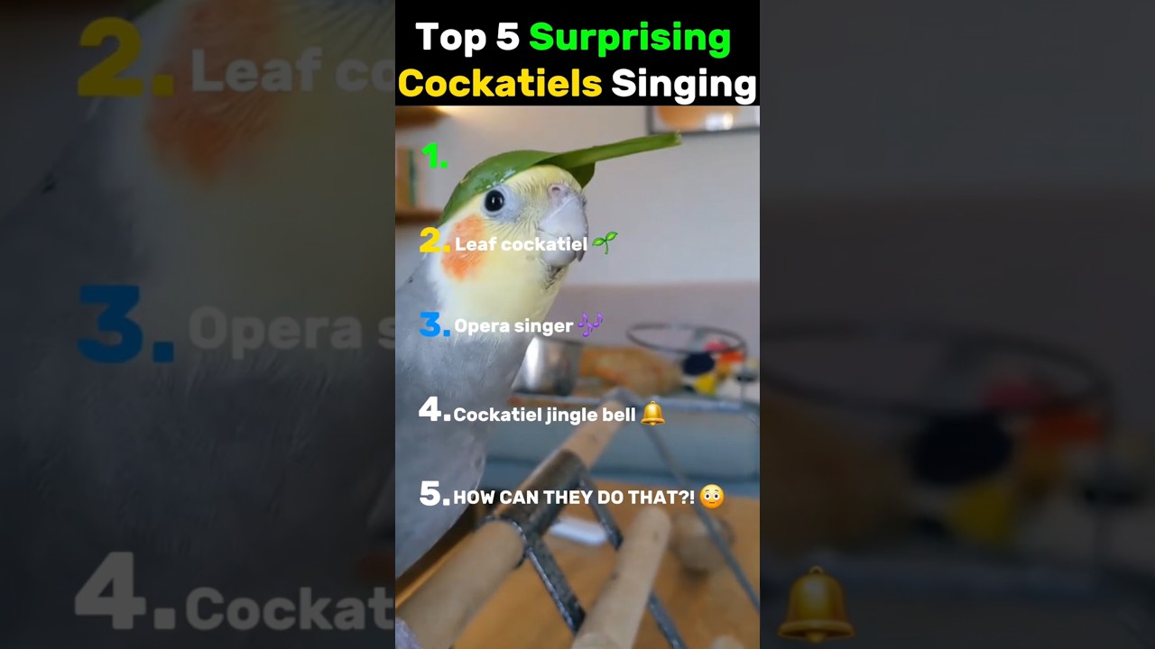 The last cockatiel is so happy 😂😁 #cockatiel