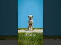 My Dog Died Funny