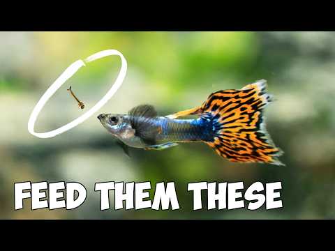 You Should Feed YOUR Guppies These 5 Foods