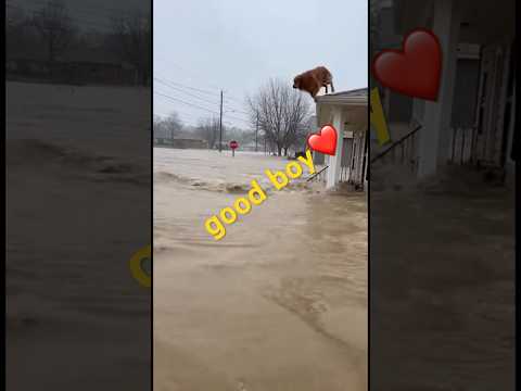 Brave Dog Jumps Into Flood to Save Tiny Duckling! 🐕🦆 #DogRescue #HeroDog #Flood #AmazingAnimals