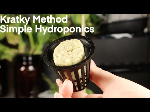 Hydroponics the Kratky Method