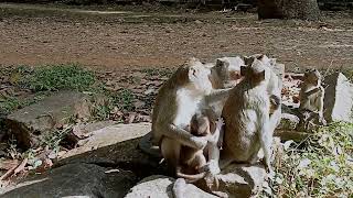 VID20241224091816 mokney moment 6