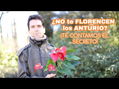 Anturio sin flores: trucos para conseguir floraciones abundantes