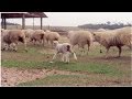 Curso Administração da Pequena Empresa Rural