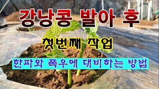 [텃밭농부 1,811]  강낭콩의 새싹이 올라 오면 맨 먼저 해야 할 작업. #강낭콩재배