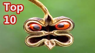 Top 10 Poisonous Plants on Earth Ever You See