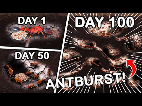 Simulating a Venomous Ant Colony for 100 Days🐜😱 ANTTREK