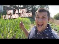 Why Onions Flower and WHAT SHOULD YOU DO TO STOP IT!