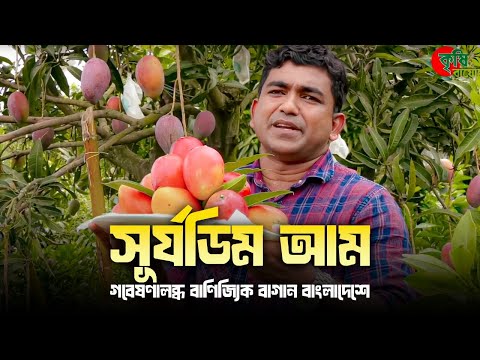 BD 9+ সূর্যডিম আম-Egg Of the Sun Mango- গবেষণালব্ধ বাণিজ্যিক বাগান বাংলাদেশে