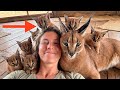 I Rescued ONE Caracal But He Came Back With An ARMY Of Mini Floppas