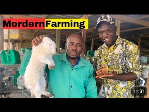 Rabbits the most Economical animal, from 3 to 500 rabbits.