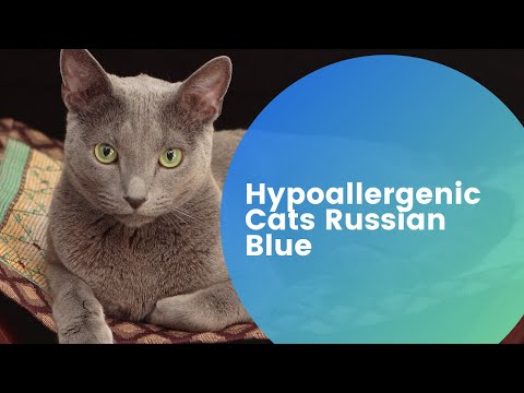 Hypoallergenic Cats Russian Blue – Guide