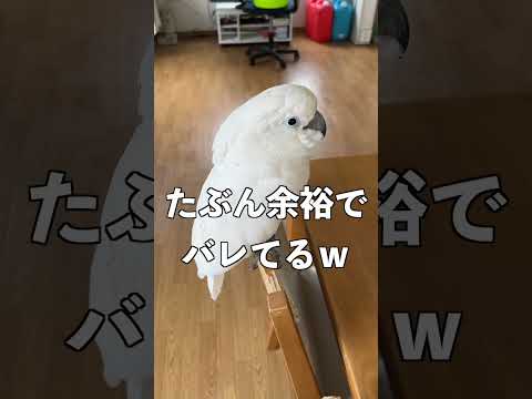 オウムは道具を手元に置いておく