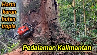 Download lagu Keindahan Meranti merah Kalimantan ‼️Harta karun hutan tropis pedalaman mp3