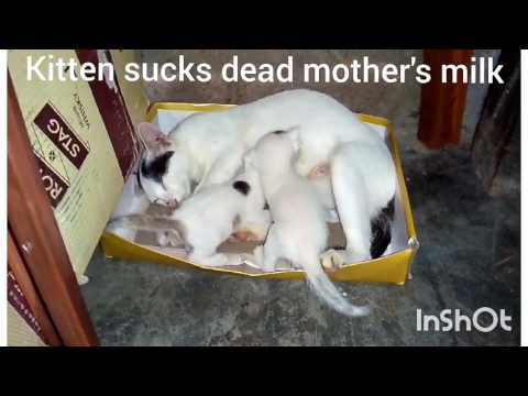 Kitten sucks dead mother's milk