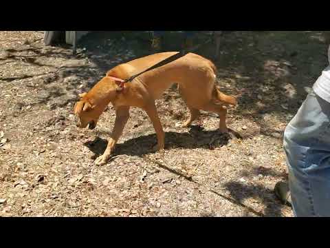 Bluebell, an adoptable Labrador Retriever & Australian Shepherd Mix in Bandera, TX_image-1