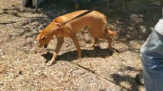Video preview image #1 Sheprador Puppy For Sale in Bandera, TX, USA