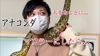 ハイブリッドアナコンダを首に巻いたら失神しました。