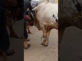 Qurbani Ki Video Karachi Cow Qurbani Video Eid Ul Adha Pakistan Cow Videos FQ Shorts