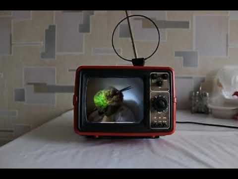 Snoring hummingbird - Super Cute Animals - BBC