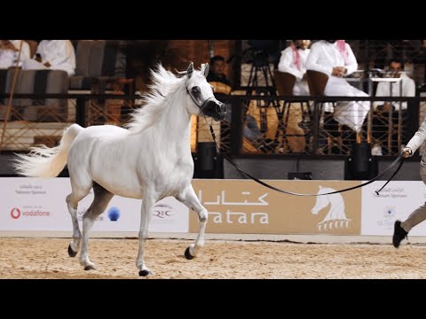 ALAALI AL WAAB, Junior Filly Contender, KIAHF 2023 Peninsula Show