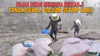 Download lagu TANAM SEKALI GAJIAN TIAP HARI..!! HUJAN DERAS MEMBAWA BERKAH mp3 Download lagu TANAM SEKALI GAJIAN TIAP HARI..!! HUJAN DERAS MEMBAWA BERKAH mp3
