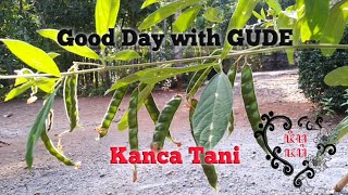 Download lagu Kanca Tani Kaca Tiga - Have a Good Day with GUDE mp3 Download lagu Kanca Tani Kaca Tiga - Have a Good Day with GUDE mp3
