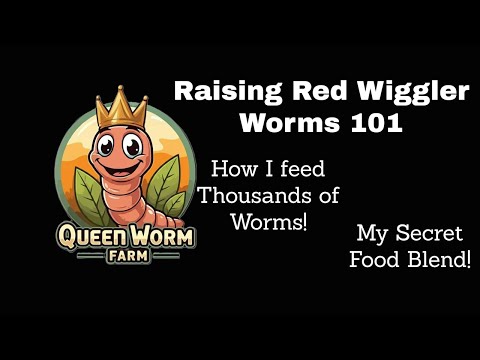Raising Red Wigglers Worms 101: How I feed THOUSANDS OF WORMS! My SECRET Food Blend!