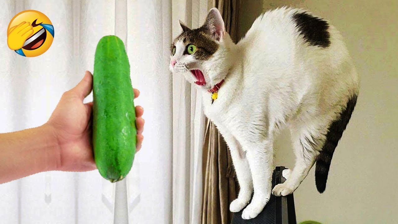 Laugh till you cry with these funny animal clips! 😂🐱
